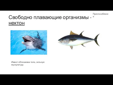 Свободно плавающие организмы - нектон Имеют обтекаемое тело, сильную мускулатуру Приспособления