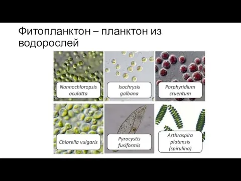 Фитопланктон – планктон из водорослей