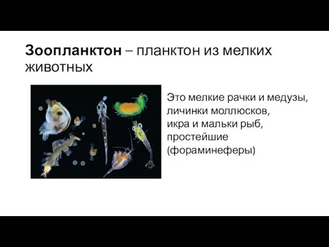 Зоопланктон – планктон из мелких животных Это мелкие рачки и медузы, личинки моллюсков,