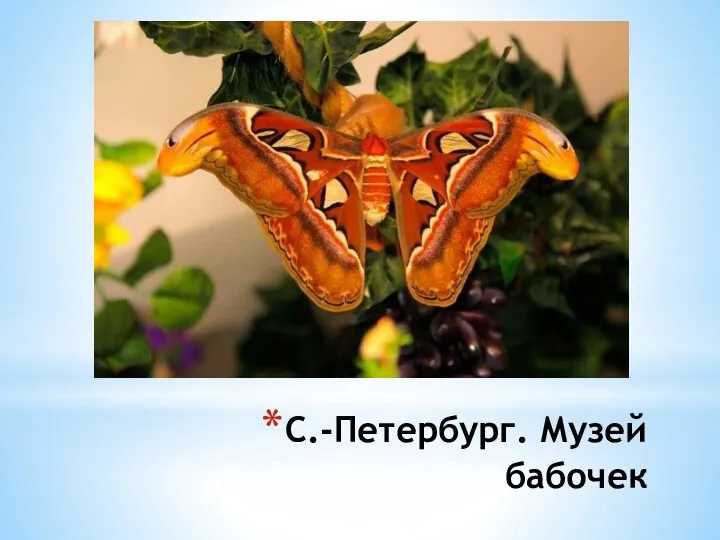 С.-Петербург. Музей бабочек