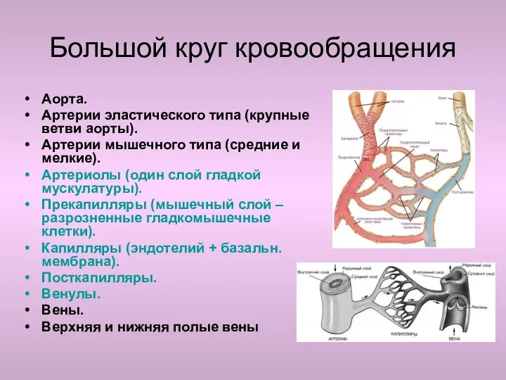 Большой круг кровообращения Аорта. Артерии эластического типа (крупные ветви аорты).