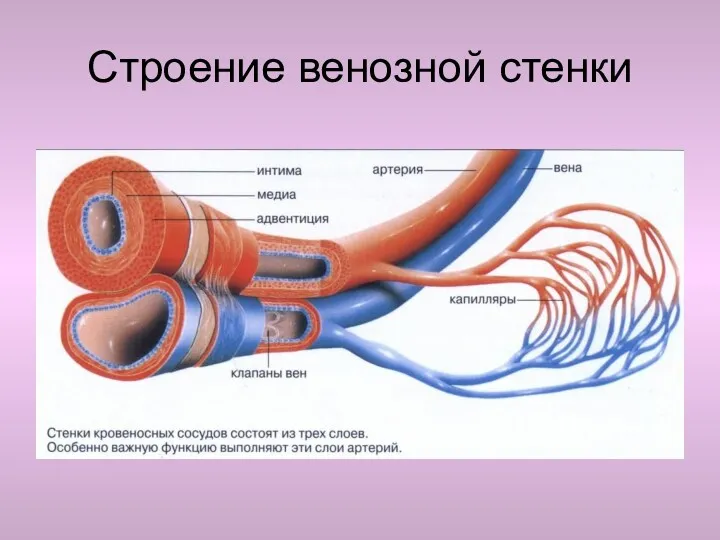 Строение венозной стенки