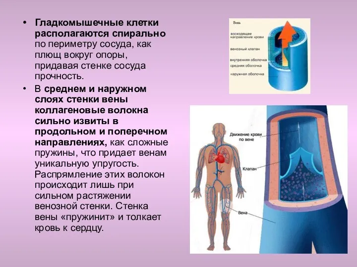 Гладкомышечные клетки располагаются спирально по периметру сосуда, как плющ вокруг