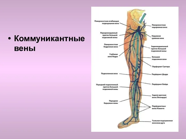 Коммуникантные вены