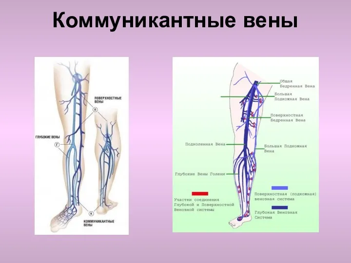 Коммуникантные вены