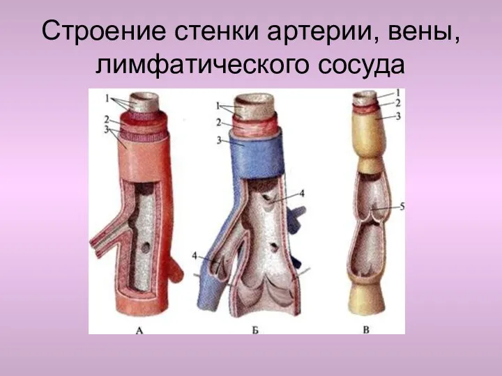 Строение стенки артерии, вены, лимфатического сосуда