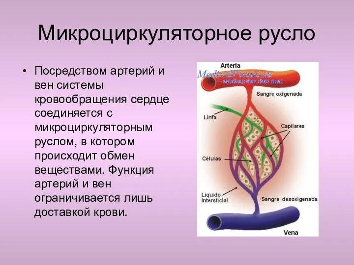 Микроциркуляторное русло Посредством артерий и вен системы кровообращения сердце соединяется