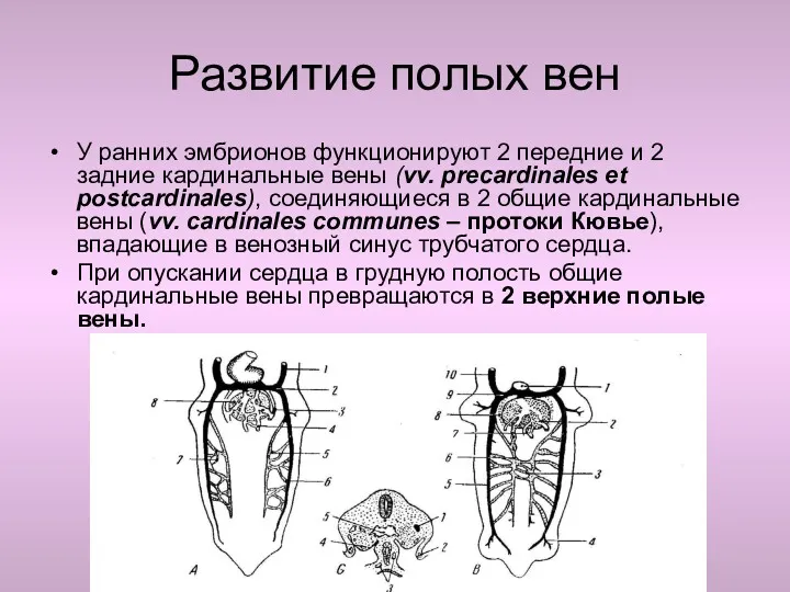 Развитие полых вен У ранних эмбрионов функционируют 2 передние и