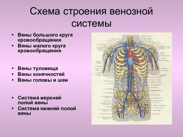 Схема строения венозной системы Вены большого круга кровообращения Вены малого