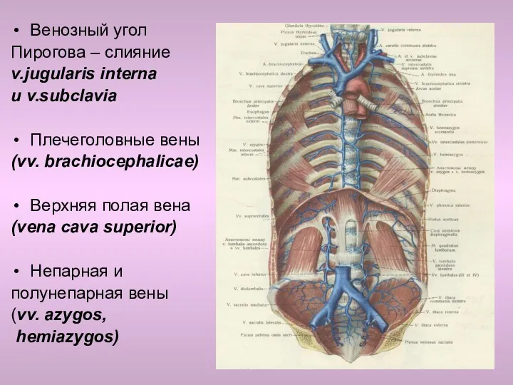 Венозный угол Пирогова – слияние v.jugularis interna и v.subclavia Плечеголовные