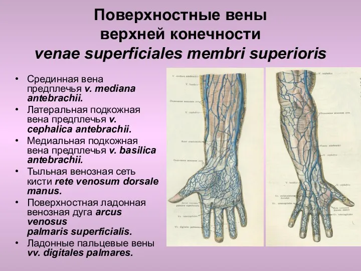 Поверхностные вены верхней конечности venae superficiales membri superioris Срединная вена