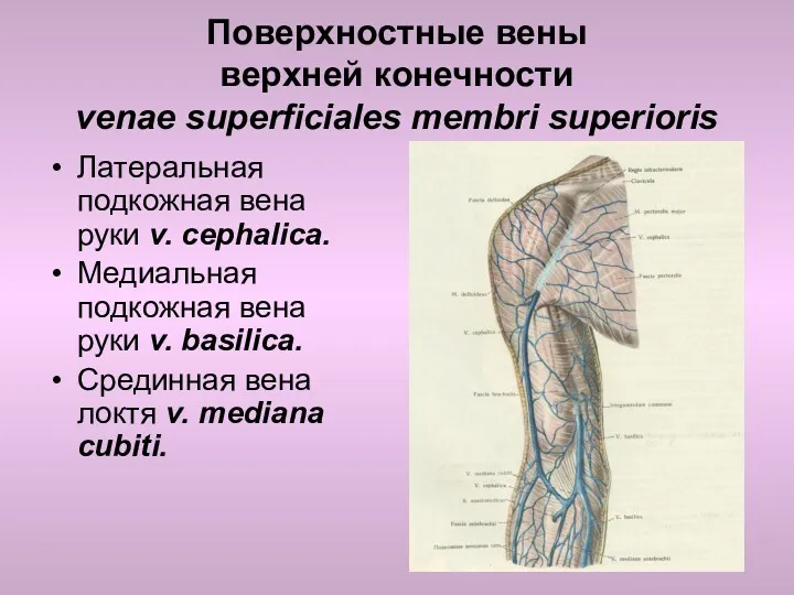 Поверхностные вены верхней конечности venae superficiales membri superioris Латеральная подкожная