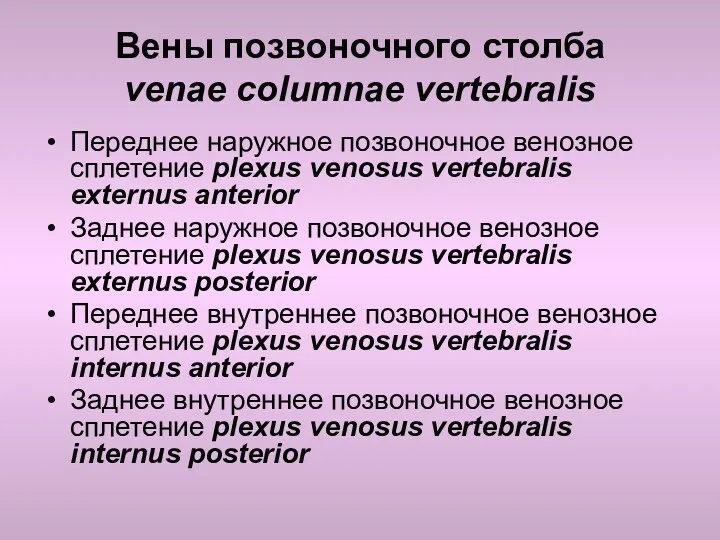 Вены позвоночного столба venae columnae vertebralis Переднее наружное позвоночное венозное