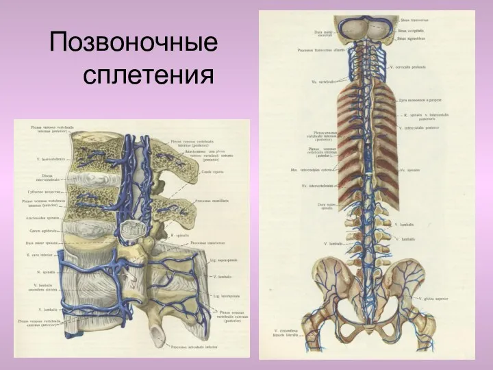 Позвоночные сплетения