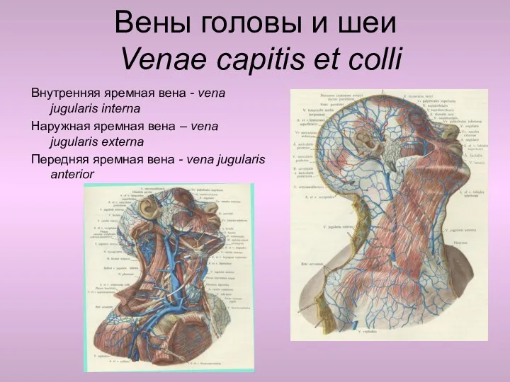 Вены головы и шеи Venae capitis et colli Внутренняя яремная