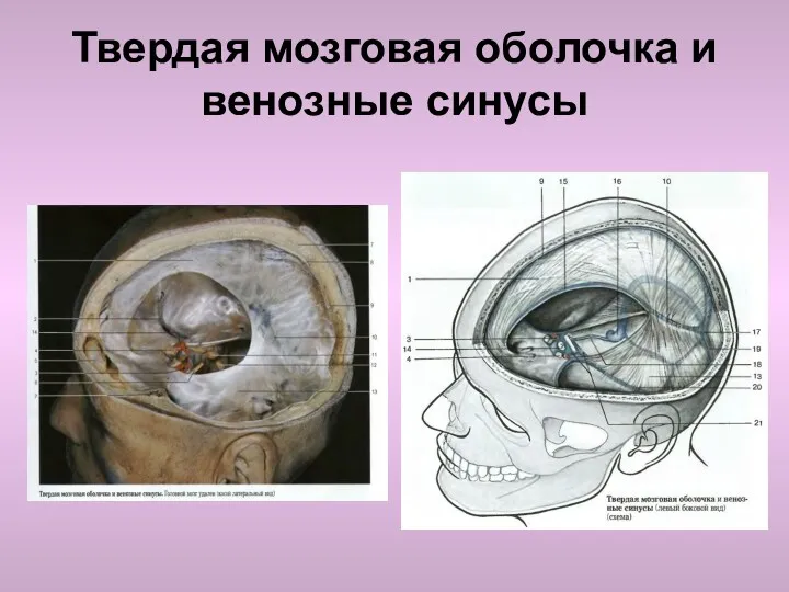 Твердая мозговая оболочка и венозные синусы