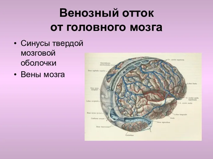 Венозный отток от головного мозга Синусы твердой мозговой оболочки Вены мозга