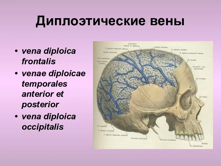 Диплоэтические вены vena diploica frontalis venae diploicae temporales anterior et posterior vena diploica occipitalis