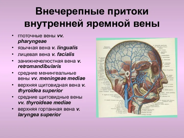 Внечерепные притоки внутренней яремной вены гпоточные вены vv. pharyngeae язычная