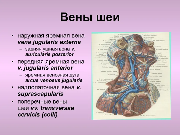 Вены шеи наружная яремная вена vena jugularis externa задняя ушная