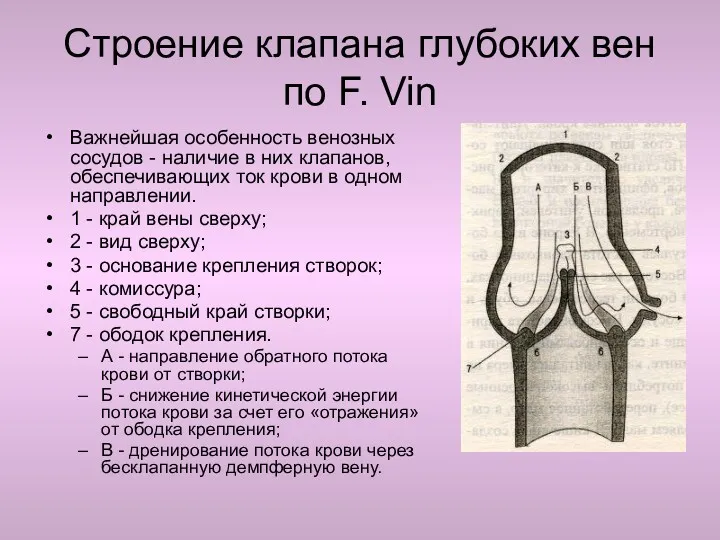 Строение клапана глубоких вен по F. Vin Важнейшая особенность венозных