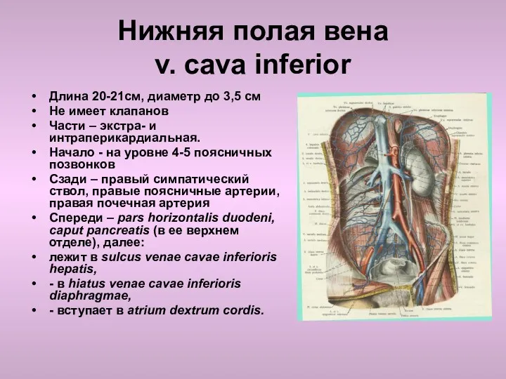 Нижняя полая вена v. cava inferior Длина 20-21см, диаметр до