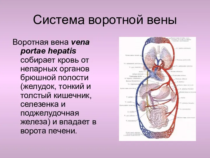 Система воротной вены Воротная вена vena portae hepatis собирает кровь