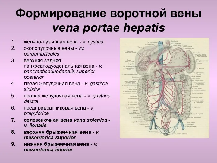 Формирование воротной вены vena portae hepatis желчно-пузырная вена - v.