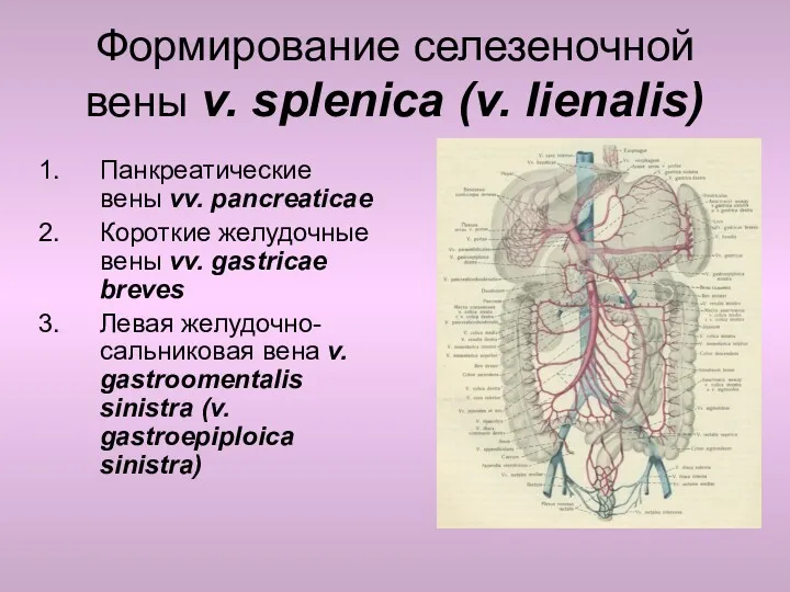 Формирование селезеночной вены v. splenica (v. lienalis) Панкреатические вены vv.