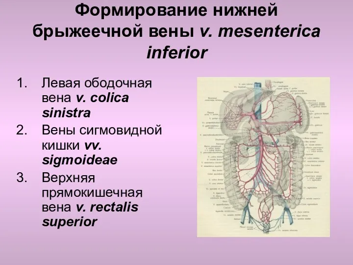 Формирование нижней брыжеечной вены v. mesenterica inferior Левая ободочная вена