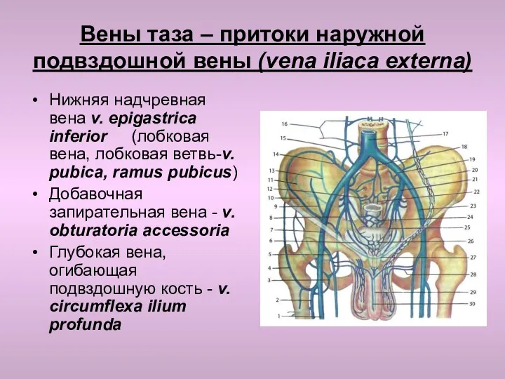 Вены таза – притоки наружной подвздошной вены (vena iliaca externa)