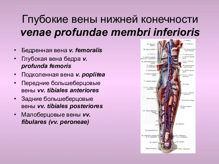 Гпубокие вены нижней конечности venae profundae membri inferioris Бедренная вена