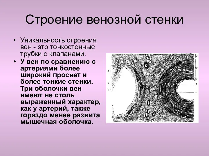 Строение венозной стенки Уникальность строения вен - это тонкостенные трубки