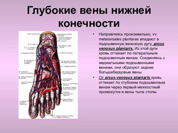 Глубокие вены нижней конечности Направляясь проксимально, vv. metatarsales plantares впадают