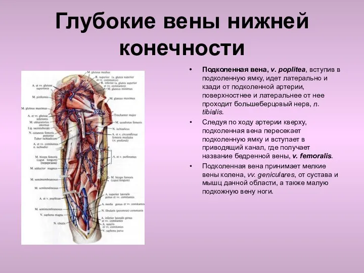 Глубокие вены нижней конечности Подколенная вена, v. poplitea, вступив в