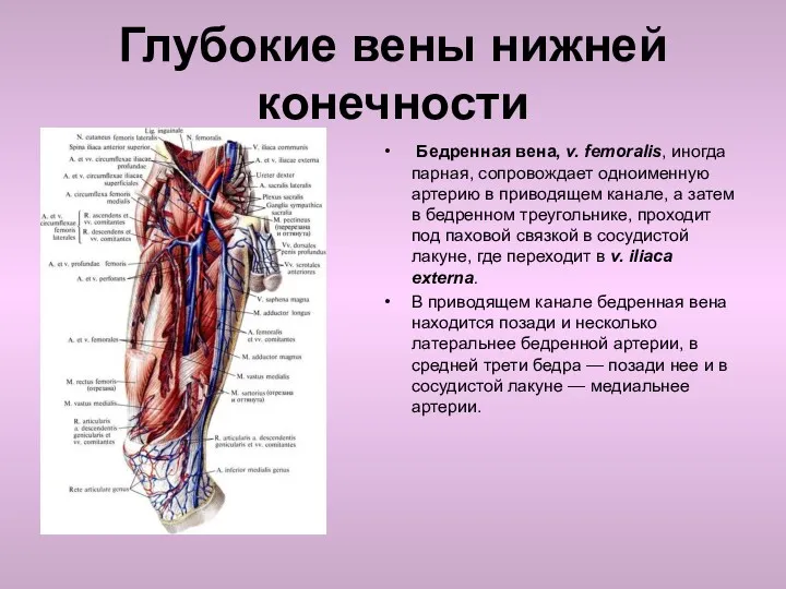 Глубокие вены нижней конечности Бедренная вена, v. femoralis, иногда парная,