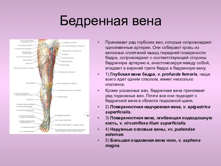 Бедренная вена Принимает ряд глубоких вен, которые сопровождают одноименные артерии.