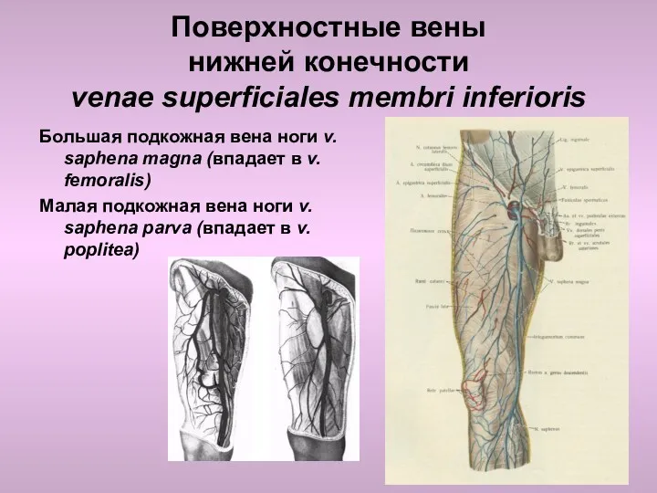 Поверхностные вены нижней конечности venae superficiales membri inferioris Большая подкожная