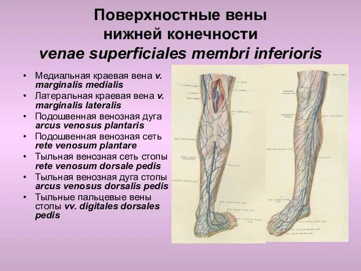 Поверхностные вены нижней конечности venae superficiales membri inferioris Медиальная краевая