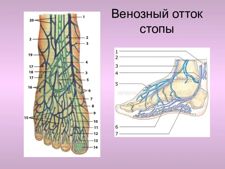 Венозный отток стопы