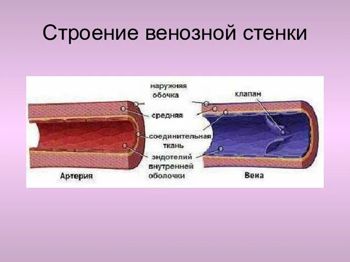 Строение венозной стенки