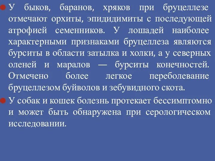 У быков, баранов, хряков при бруцеллезе отмечают орхиты, эпидидимиты с