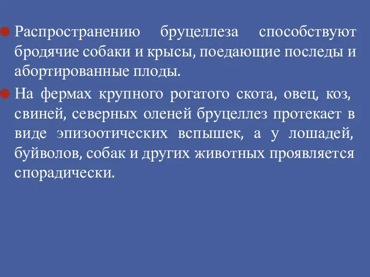 Распространению бруцеллеза способствуют бродячие собаки и крысы, поедающие последы и