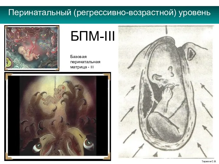 Перинатальный (регрессивно-возрастной) уровень Тарасов С.В. БПМ-III Базовая перинатальная матрица - III