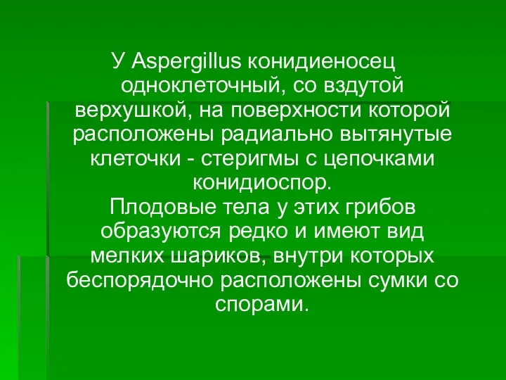 У Aspergillus конидиеносец одноклеточный, со вздутой верхушкой, на поверхности которой