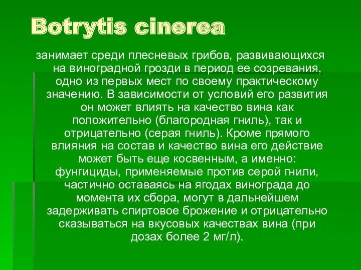 Botrytis cinerea занимает среди плесневых грибов, развивающихся на виноградной грозди