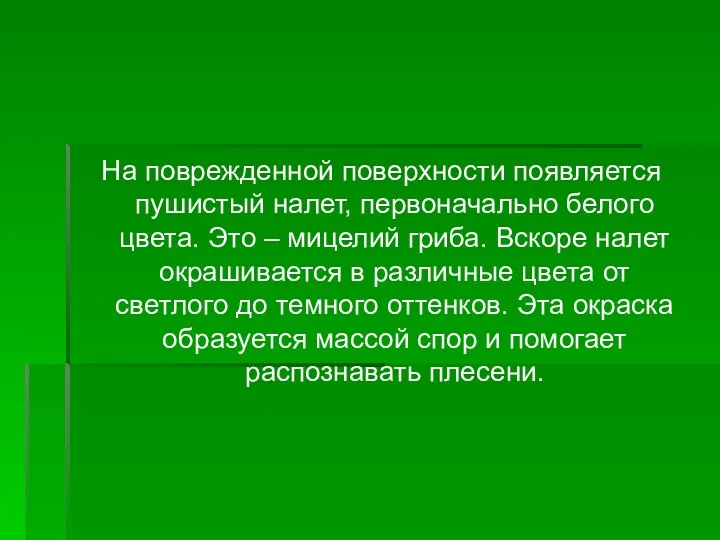 На поврежденной поверхности появляется пушистый налет, первоначально белого цвета. Это