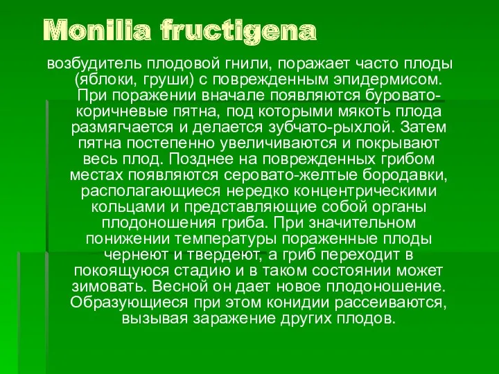 Monilia fructigena возбудитель плодовой гнили, поражает часто плоды (яблоки, груши)