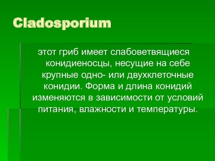 Cladosporium этот гриб имеет слабоветвящиеся конидиеносцы, несущие на себе крупные