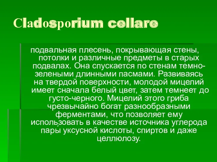 Сlаdоsроrium cellare подвальная плесень, покрывающая стены, потолки и различные предметы